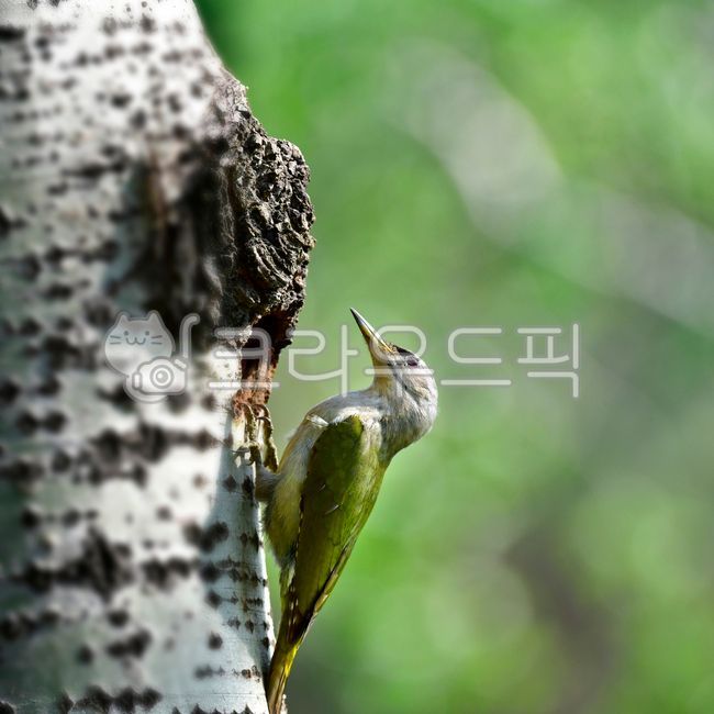 새,조류,딱따구리,청따따구리,부리