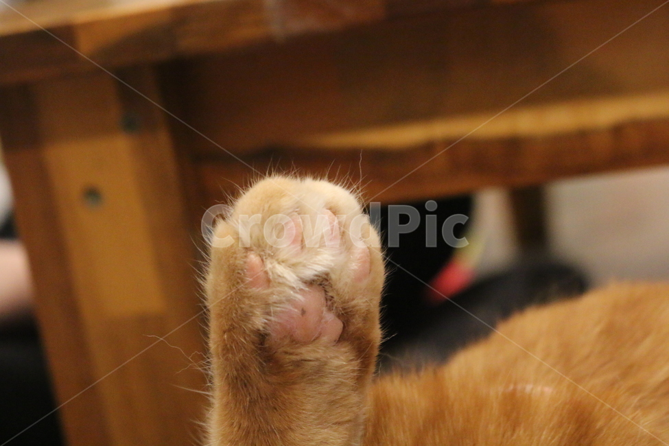 고양이,애완동물,발바닥,동물,반려동물,동물,animal,포유류,mammal,고양이,cat,kitten,kitty