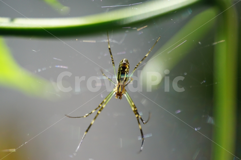 거미,거미줄,곤충,벌레,동물,식물,자연,줄기,여름,nature,animal,spider,summer,계절,season,감성,접사,macro,풍경,landscape,동물,animal,곤충,벌레,insect,bug