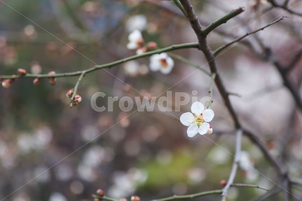 매화,봄,꽃,봄꽃,매화꽃,매실나무,식물,자연,plants,nature,꽃,flower