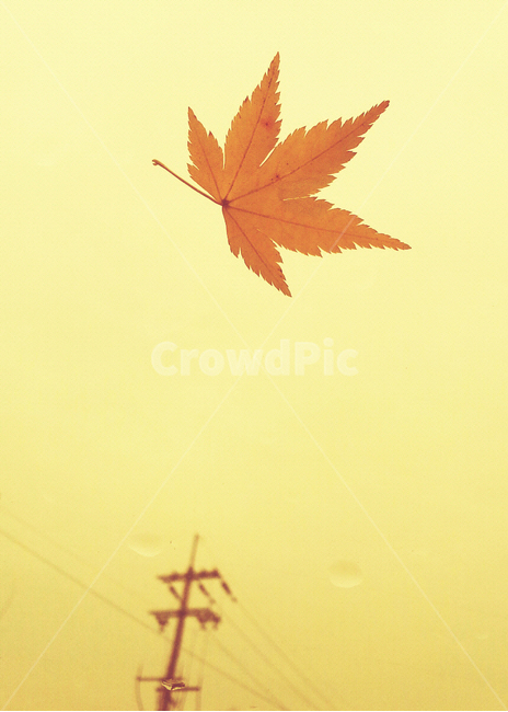 가을,자연풍경,감성사진,단풍,하늘,가을,계절,fall,autumn,season,식물,자연,plants,nature,leaf,잎,plant