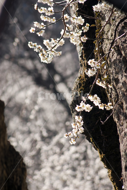 매화,봄꽃,봄,새봄,벛꽃,식물,flower,꽃,cherryblossom,벚꽃,plant,봄,계절,spring,season,식물,자연,plants,nature,꽃,flower