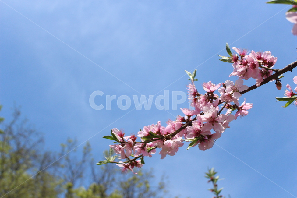 복사꽃,복숭아꽃,꽃,자연,식물,하늘,flower,sky