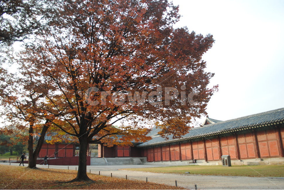 창경궁,가을,단풍,낙엽,changgyeonggung,palace,falll,tree,나무,plant,식물,가을,계절,fall,autumn,season,한국전통,한국문화,korean traditional,korean culture,식물,자연,plants,nature,나무,trees,wood