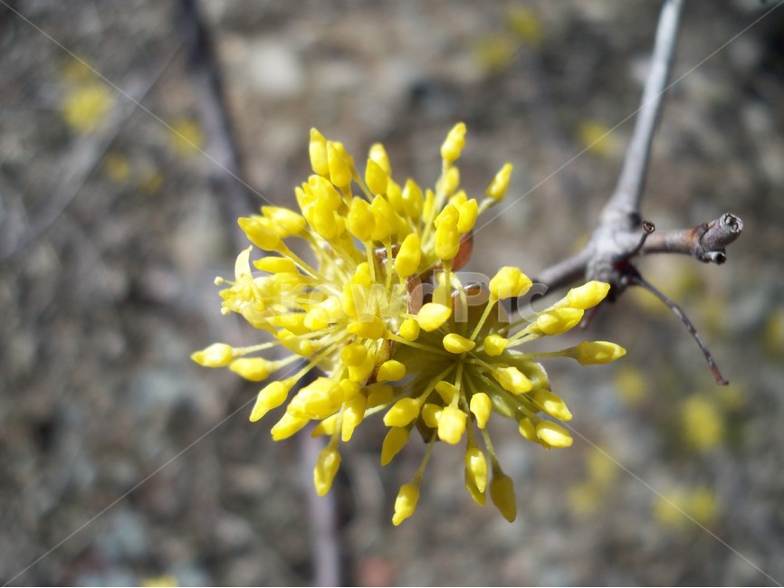 꽃,flower,식물,산수유,자연,식물,자연,plants,nature,꽃,flower