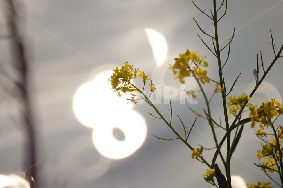green leaves,petal,plant,bokeh,rape flower,Ring Donut Bokeh,flower
