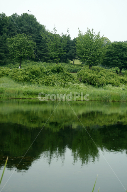 호수,식물,flower,plants,nature,꽃,공원,초록,나무,반영,자연,풍경,nature,landscape,water,물,outdoors,옥외,land,땅