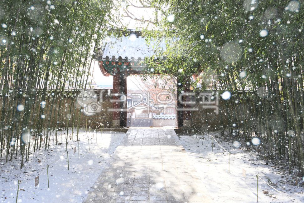 겨울,설경,눈,한옥,한옥마을,전통,주택,대문,대나무,랜드마크,자연,풍경,겨울배경,눈풍경,겨울풍경,계절,눈오는날,겨울이미지,건축물,전주,한국,snow,winter,house,outdoors,snowfall,weather,season,traditional,hanok,korea,village,culture,건물
