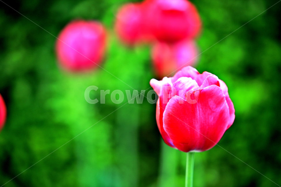 튤립,식물,접사,감성사진,꽃,봄,계절,spring,season,식물,자연,plants,nature,꽃,flower,plant