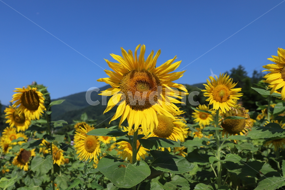 해바라기,여름,계절,노랑색,녹색잎,파란하늘,하늘,풍경,식물,꽃,blossom,flower,plant,해바라기밭