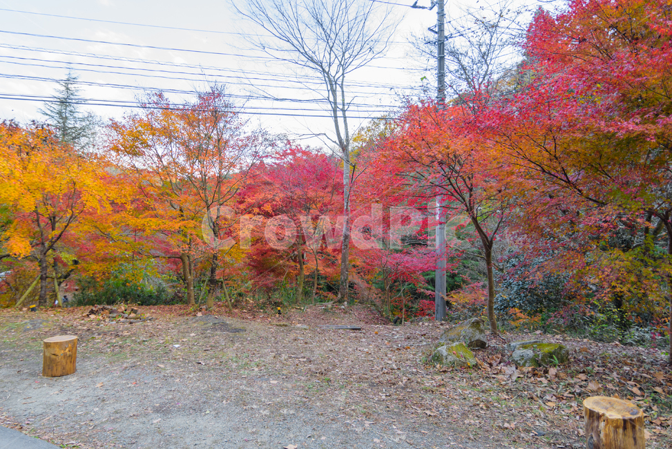 단풍,가을,식물,붉은,자연,풍경,산,일본,이바라키,계절,fall,낙엽,season,가을,계절,fall,autumn,season,tree,나무,plant,maple,leaf,잎