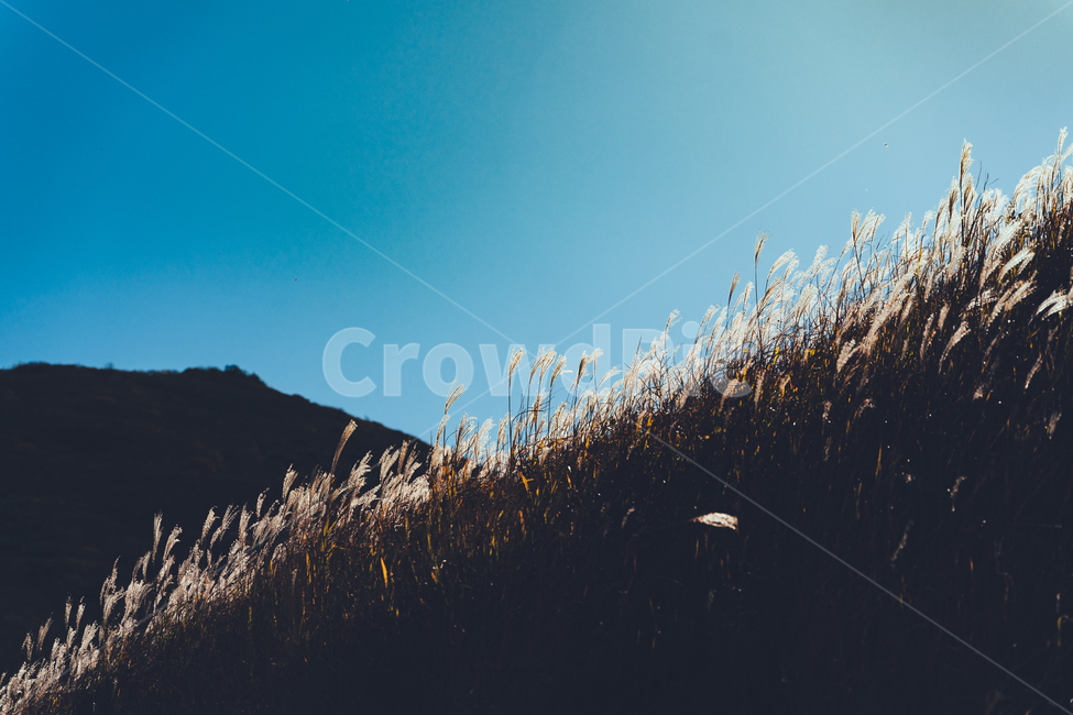 가을,하늘,억새,갈대,산,감성,가을,계절,fall,autumn,season,자연,풍경,nature,landscape,plant,식물,grass,잔디,lawn,reed