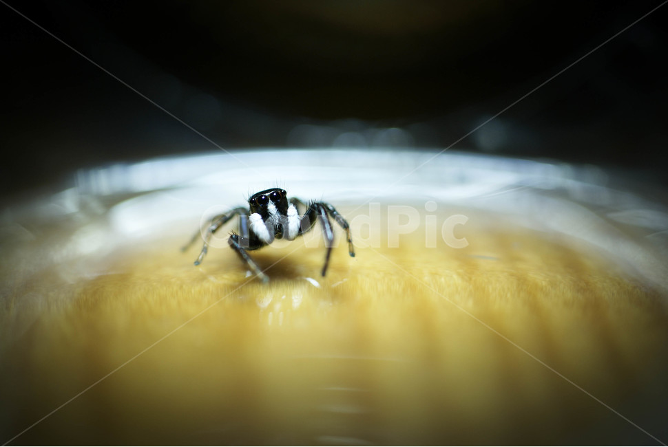 깡총거미,거미,스파이더,접사,곤충,동물,animal,곤충,벌레,insect,bug