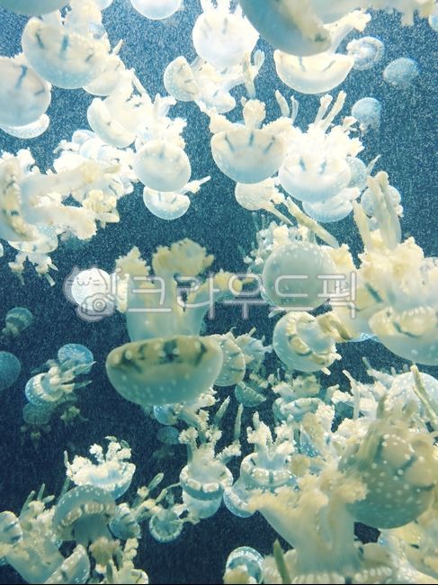 해파리,바닷속생물,해양동물,바다생명체,수중촬영,수족관,투명한해파리,해양생태,신비로운바다,푸른배경,바다동물