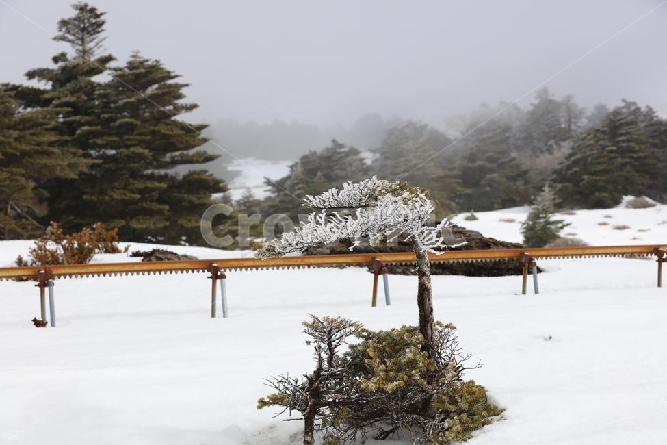 겨울,설산,눈,자연,풍경,하늘,소나무,겨울,계절,winter,season,자연,풍경,nature,landscape,tree,나무,plant,식물,outdoors,옥외