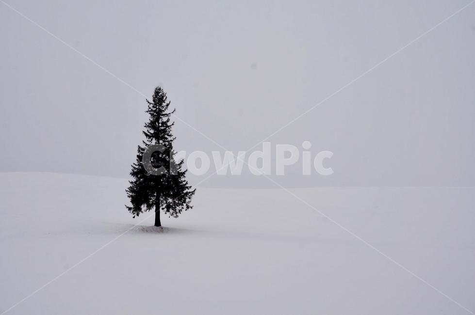 훗카이도,눈,나무,비에이,sapporo,tree,snow,nature,왕따나무,white,겨울,계절,winter,season,자연,풍경,nature,landscape,해외,외국,세계,foreign,oversea,world,세계자연풍경,해외자연풍경,외국자연풍경,world nature landscape,plant,식물,fir,전나무,abies,아비