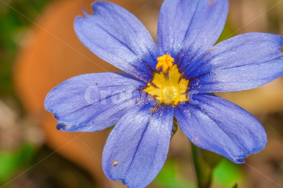 식물,blossom,꽃,flower,보라색,들꽃,식물,자연,plants,nature,꽃,flower
