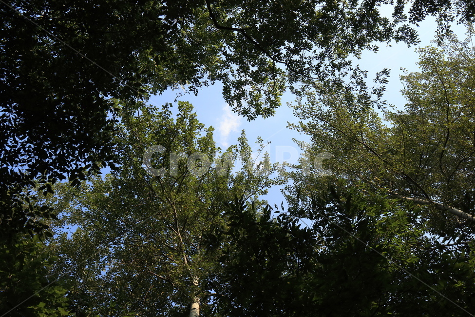 나무,하트,숲,자연,하트모양,자연,풍경,nature,landscape,tree,plant,식물