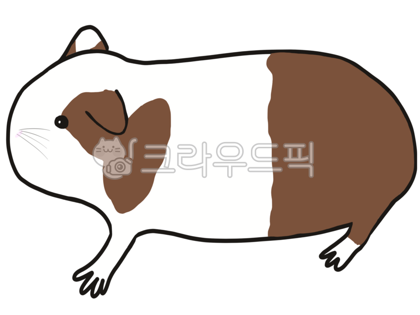 기니피그,동물,소동물,animal,guineapig