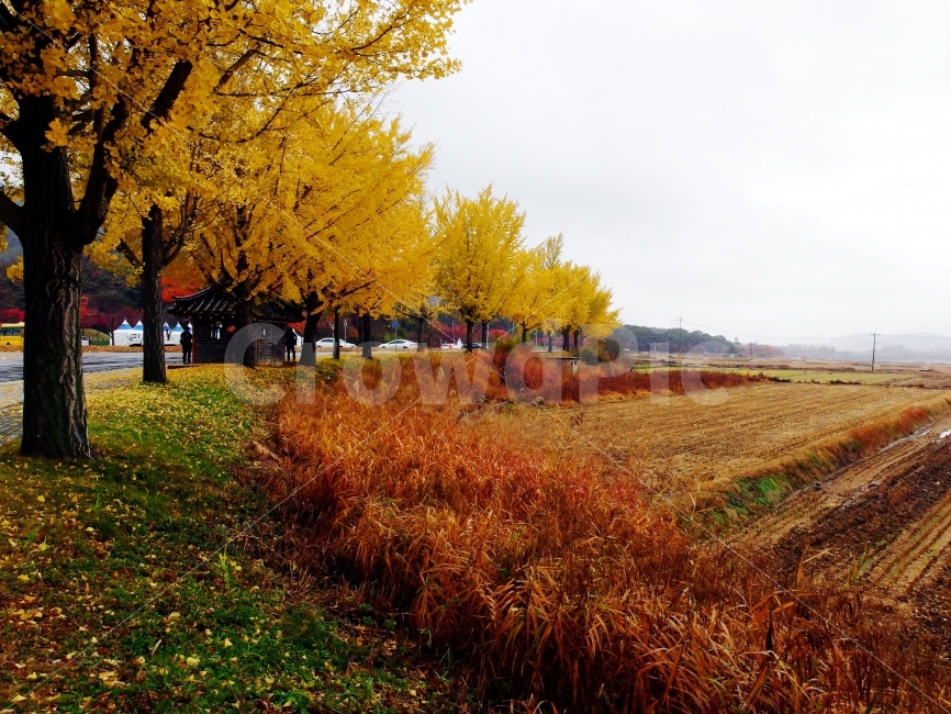 가을,경주,낙옆,사진찍기좋은곳,단풍,11월,낭만여행,커플여행,FALL,AUTUMN,감성사진,단풍나무,가볼만한곳,여자가좋아하는곳,경주여행,단풍여행,기차여행,경주역,통일전,산림환경연구원,가을,계절,fall,autumn,season,시골,마을,풍경,landscape,country,rural,town,식물,자연,plants,nature,나무,trees,wood,tree,plant,outdoors,옥외