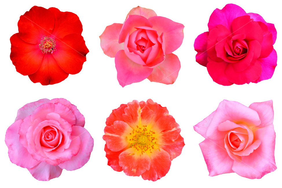 장미,누끼,장미꽃,꽃,오브젝트,디자인소스,rose,flowers,cutoff,아름다운,화려한,우아한,정열,배경,object,장미꽃이미지,로즈,꽃잎,꽃송이,활짝핀,정면,초이스,선별,핑크색,분홍색,주황색,빨강색,칼라풀,colorful,노랑색,yellow,red,pink,예쁜,beautiful,엘레강스,elegance,따내기,분리,isolated,꽃,flower,누끼,remove background