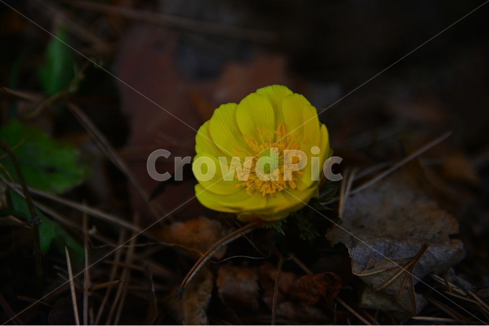 plant,식물,flower,blossom,꽃,야생화,복수초,봄꽃,노랑꽃,봄,계절,봄전령사