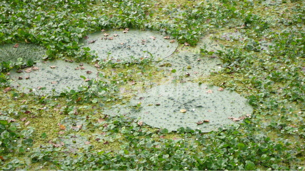 가시연,창녕,우포늪,내륙습지,늪,자연,식물,자연,plants,nature