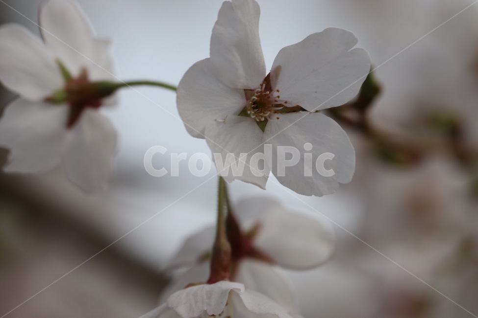 벚꽃,자연,사쿠라,flower,꽃,배경화면