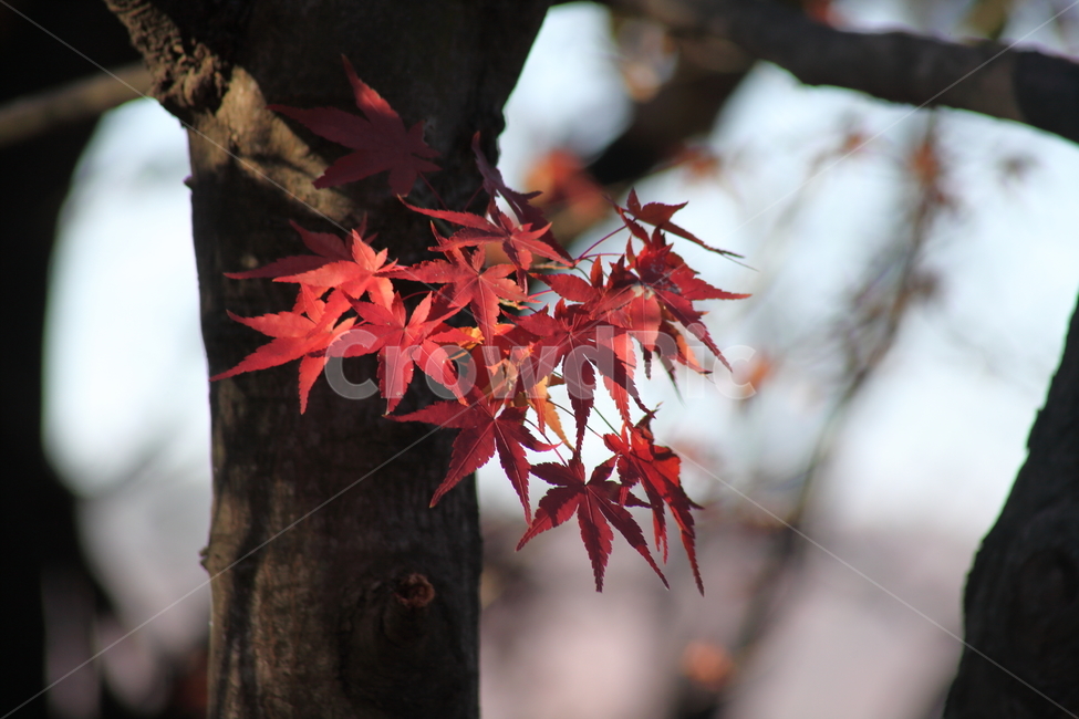 단풍,단풍나무,엽록소,가을,redleaves,maple,가을,계절,fall,autumn,season,식물,자연,plants,nature,leaf,잎,plant,tree,나무