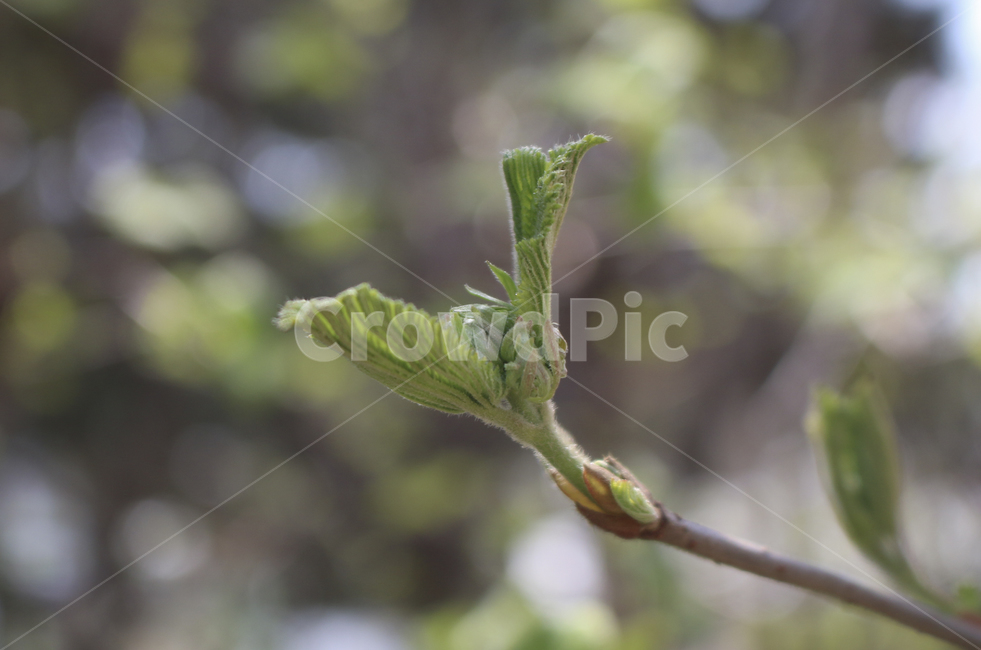 plant,식물,leaf,잎,bud,싹,새싹,green,초록,푸른,봄,spring,tree,나무,sprout