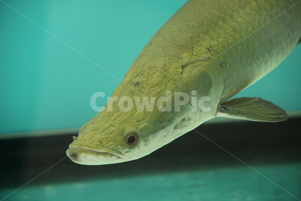 피라루크,물고기,민물고기,동물,pirarucu,열대어,tropicalfish,동물,animal,어류,물고기,fish