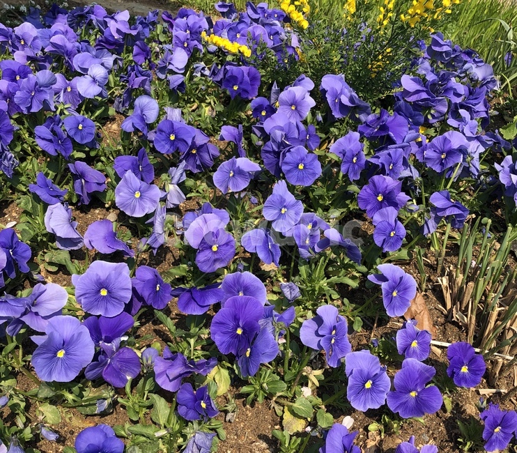 꽃,식물,보라꽃,펜지꽃,봄