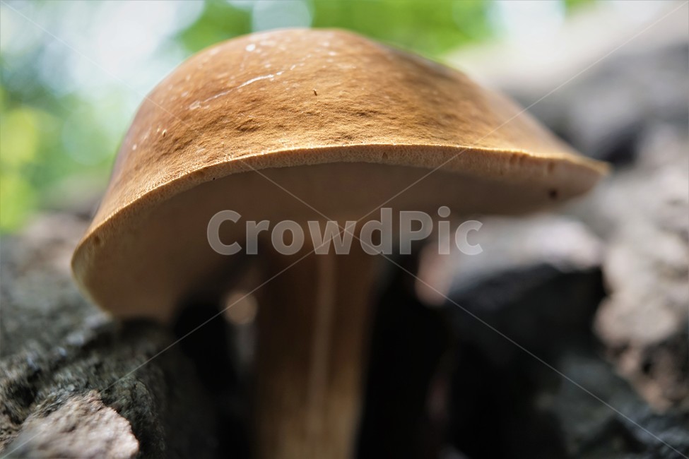 버섯,자연,산,숲,mushroom,nature,forest,버섯,mushroom