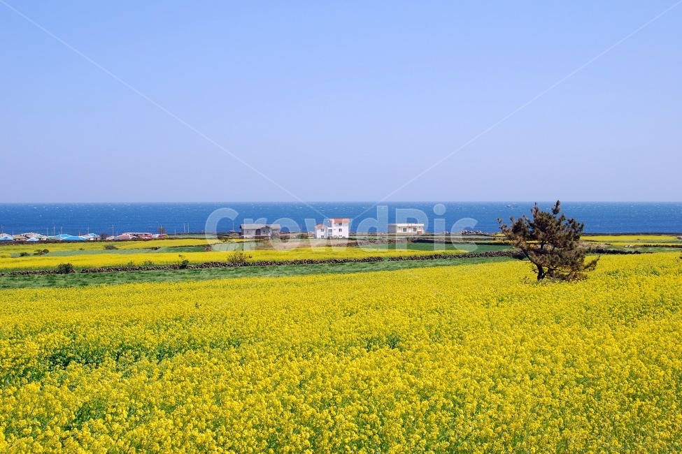 봄,봄풍경,유채꽃,제주도,제주,유채,유채밭,봄꽃,풍경,하늘,바다,배경,바탕,백그라운드,봄배경,봄이미지,봄사진,풍경사진,계절,여행,들판,우도,배경사진,배경이미지,꽃,꽃밭,와이드,파노라마,농업,밭,논밭,시골,전원,집,주택,마을,전원주택,한국,나무,제주사진,제주도사진,제주풍경,제주도풍경,자연,봄,계절,spring,season,자연,풍경,nature,landscape,한국자연풍경,한국자연경관,korea nature landscape,제주도,jeju,jeju island,grassland,목초지,outdoors,옥외,field,들