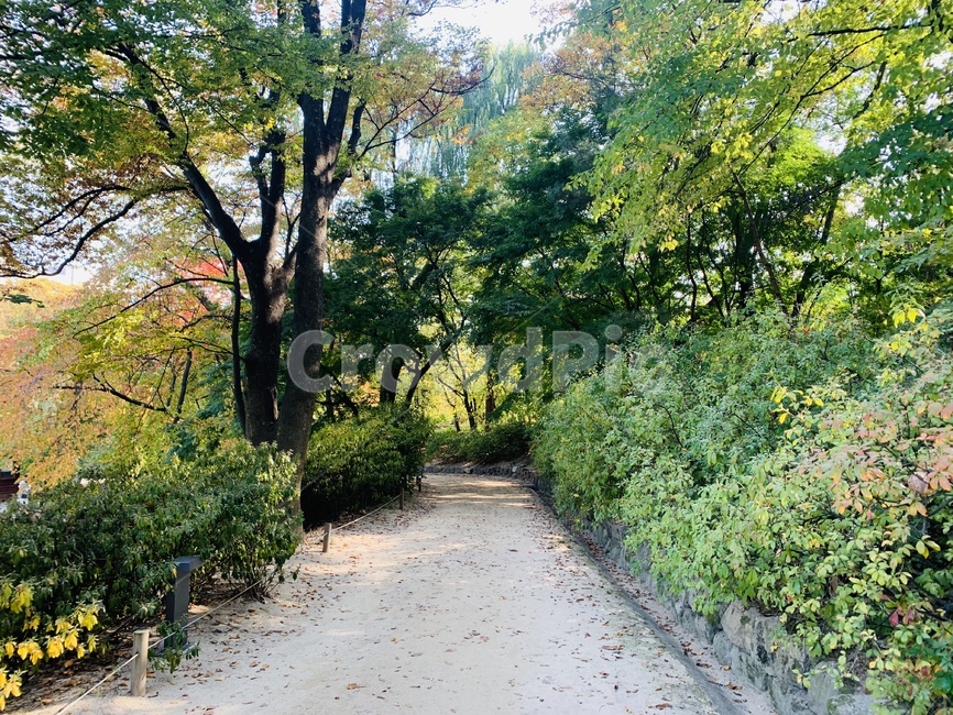 human,인간,person,사람,식물,나무,자연,정원,plant,풍경,산책로,산책길,tree,흙길