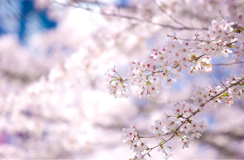 벚꽃,봄,srpingcherryblossom,꽃,계절,springseason,식물,자연,plantsnatureflower,봄,계절,spring,season,식물,자연,plants,nature,꽃,flower,감성,sensible,feeling,plant,blossom