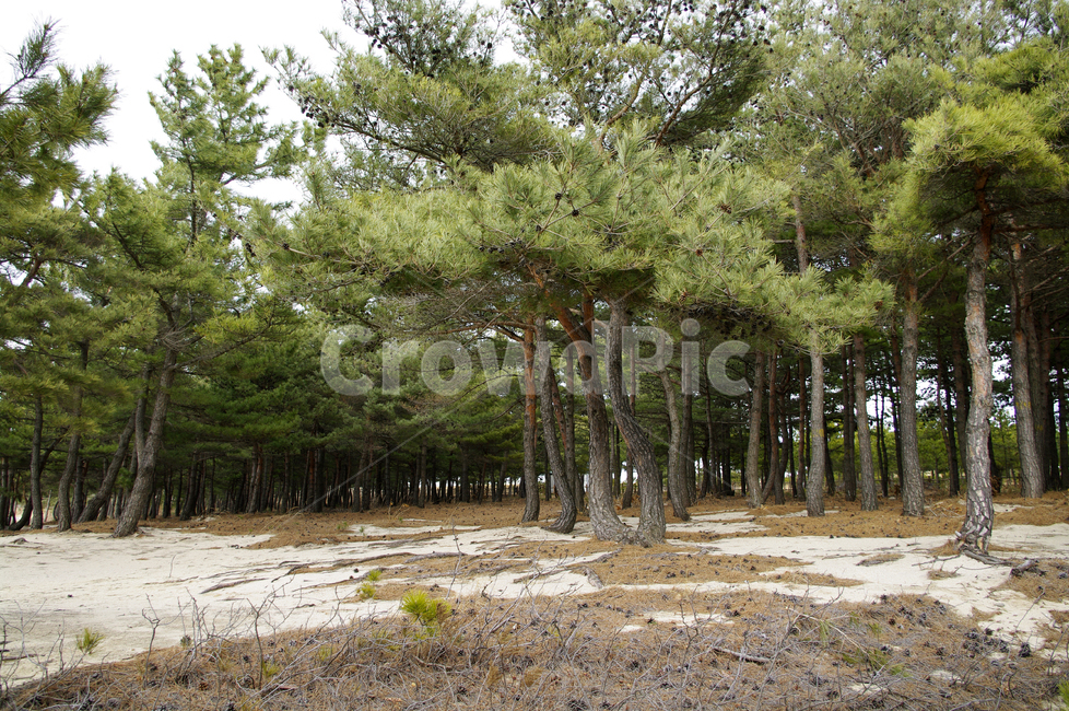 소나무,숲,모래,솔숲,식물,나무,자연,풍경,nature,landscape,tree,plant,road,도로