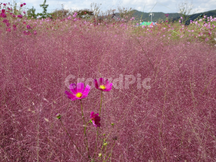 꽃,핑크뮬리,핑크,하늘,코스모스,함평,가을,가을,계절,fall,autumn,season,식물,자연,plants,nature,꽃,flower,geranium,제라늄,plant,blossom