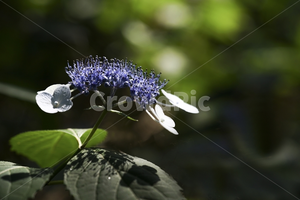 산수국,꽃그림자,바이올렛,접사,6월,식물,자연,plants,nature,꽃,flower