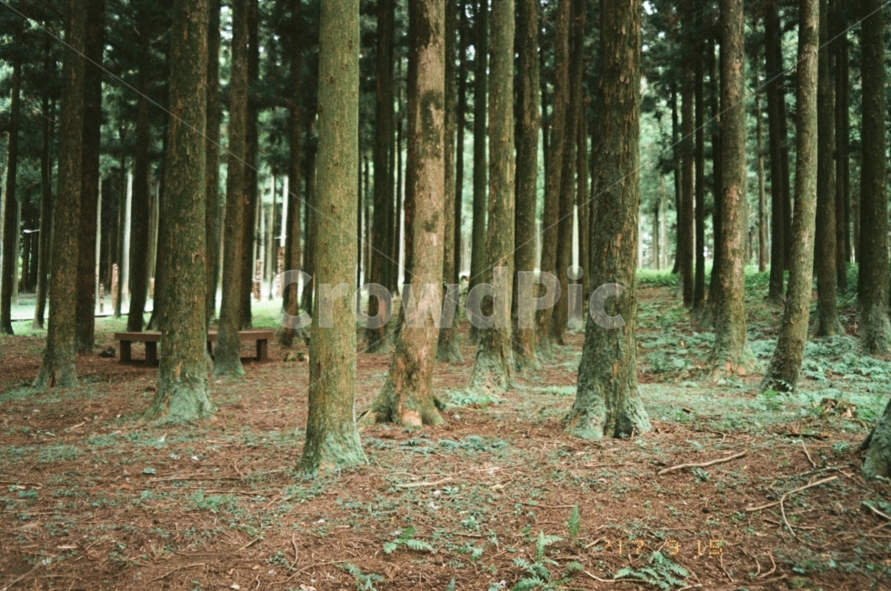 필름,필름사진,나무,숲,제주도,제주,여행,길,산책,초록,태풍,풀,흙,film,jeju,tree,green,analog,자연,풍경,nature,landscape,식물,plants,나무,trees,wood,휴식,힐링,rest,relaxation,healing,vegetation,초목,plant,woodland,삼림지,outdoors,옥외,land,땅,forest,grove,작은 숲