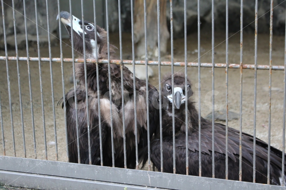 서울대공원,독수리,새장,동물원,하늘,동물,animal,조류,새,birds