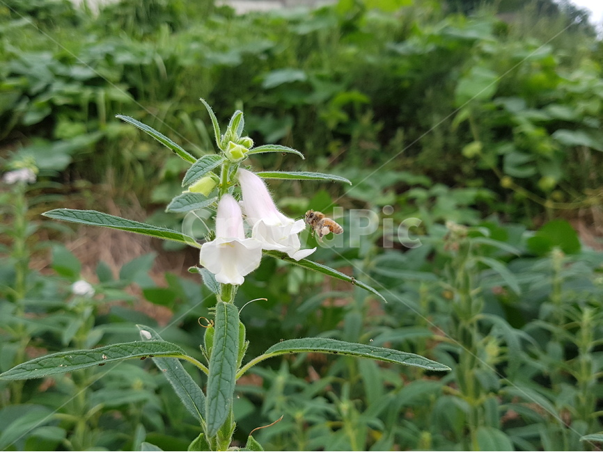 참깨,여름꽃,식물,꿀벌,곤충,밭작물,식용작물,식물,자연,plants,nature,꽃,flower,동물,animal,곤충,벌레,insect,bug