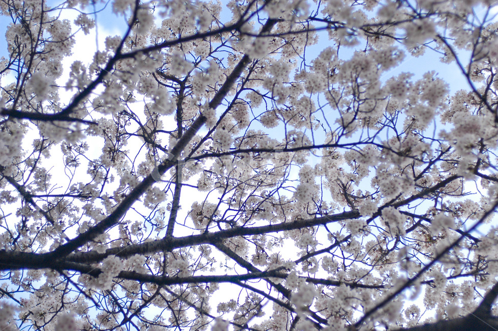 plant,식물,꽃,flower,벚꽃,식물,자연,plants,nature,꽃,flower