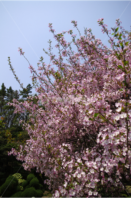 꽃해당,꽃,봄,봄날,봄풍경,봄꽃,감성,spring,flower,분홍색,봄나들이,봄,계절,spring,season,식물,자연,plants,nature,꽃,flower,plant