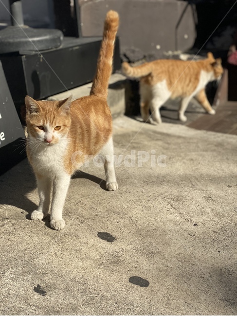 고양이,cat,꼬리,태비,길냥이,streetcat,tail,cheese,tabby,koreancat,korean,동물,animal,포유류,mammal,고양이,cat,kitten,kitty