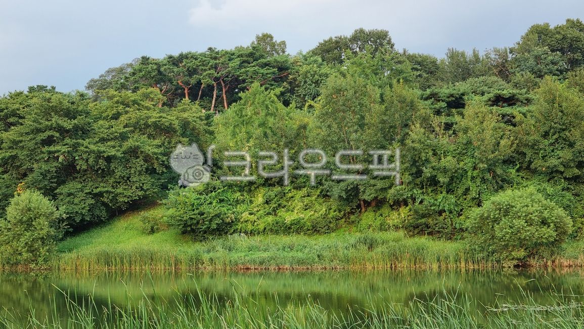 Olympic Park,forest,outdoors,nature,tree,swamp,lake,park