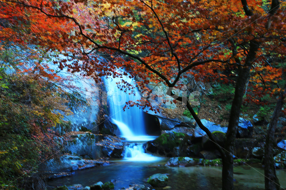 water,물,nature,outdoors,옥외,waterfall,폭포,tree,나무,plant,식물,leaf,잎,stream,흐름,물흐름,강원도,인제,방태산,방태산폭포,방태산가을,단풍,단풍잎,가을,추색,만추,낙엽,계곡,경치,경관,풍경,인제가을
