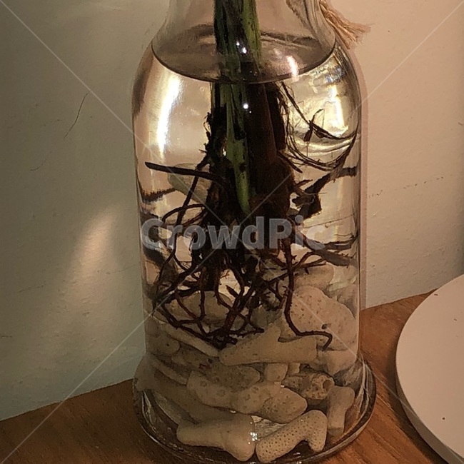 화분,물병,화병,뿌리,뿌리식물,식물,꽃,감성