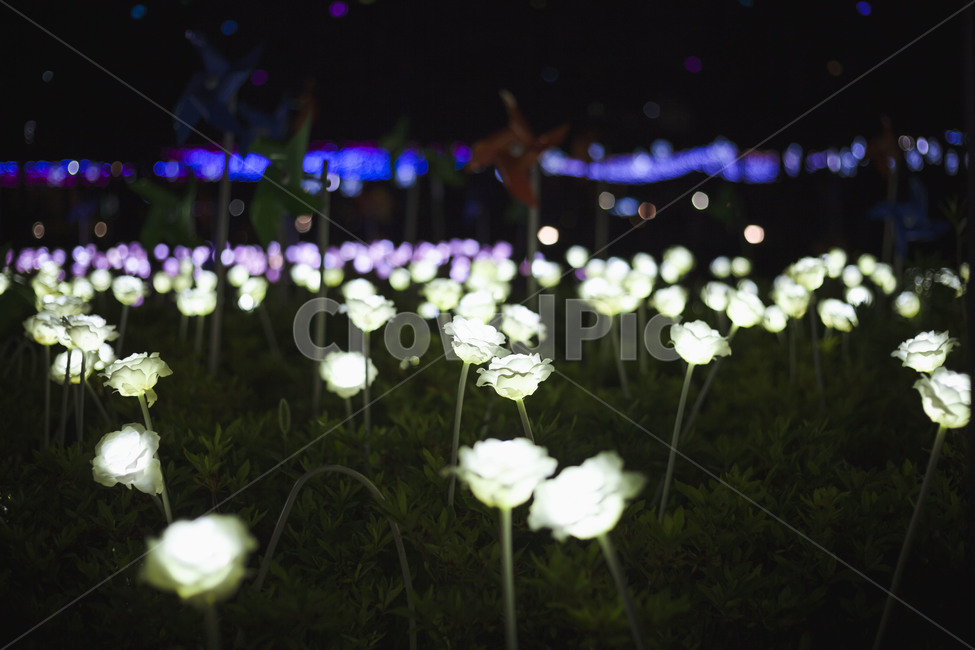 부산,시민공원,산책,스냅사진,야경,풍경사진,landscape,nightscape,풍경,캐논,5Dmk3,DSLR,사진,여행,35mm,자연,도시,한국도시풍경,한국,야경,밤,풍경,nightscape,night,landscape,꽃,flower,plant,식물,blossom