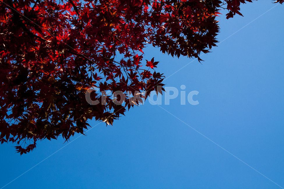 하늘,단풍,붉은단풍,maple,가을,fallfoliage